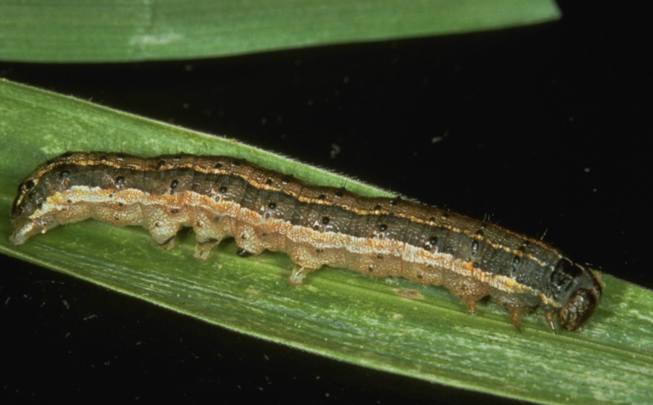 Click for info on armyworms