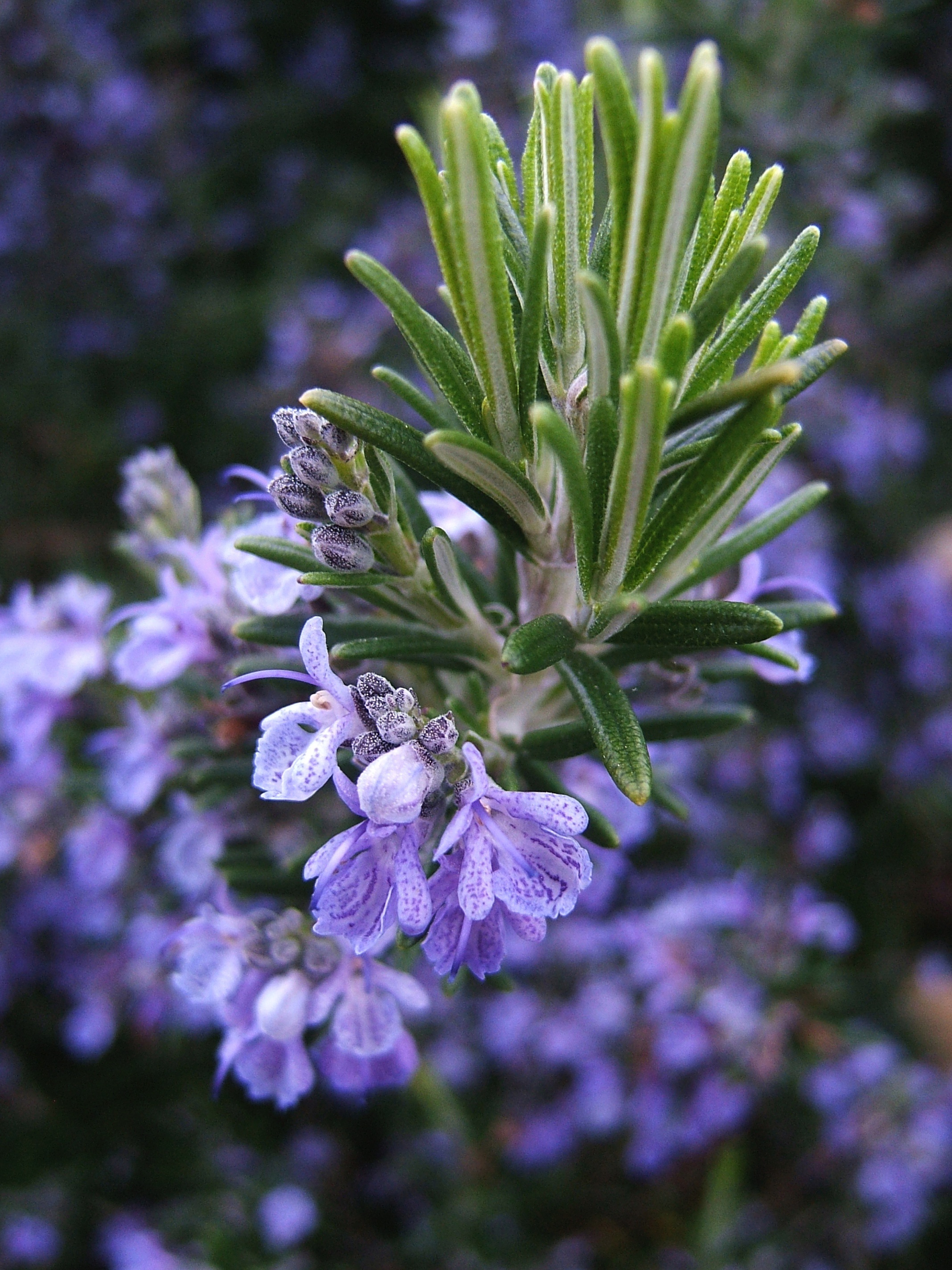 photo of rosemary