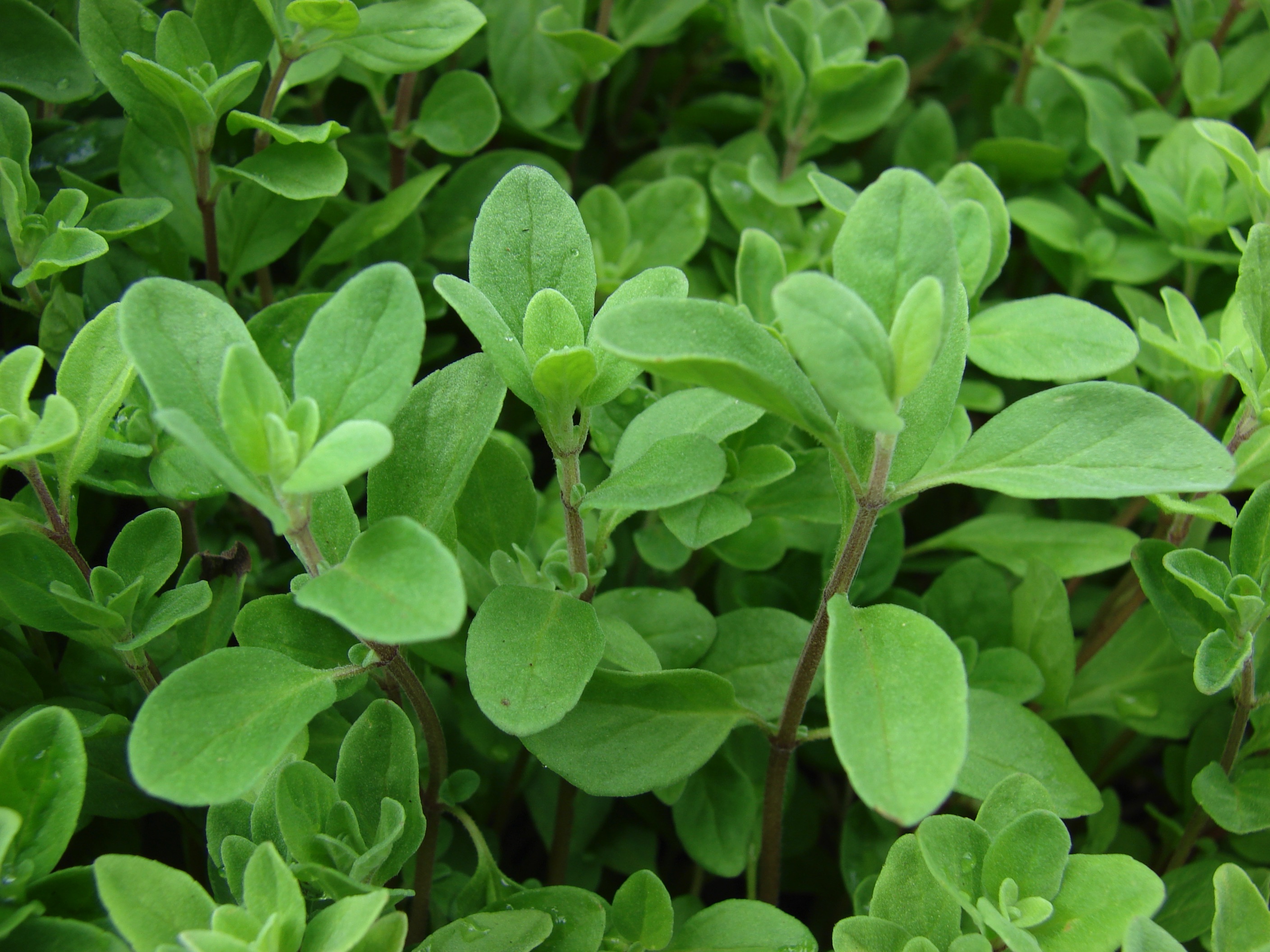 photo of sweet marjoram