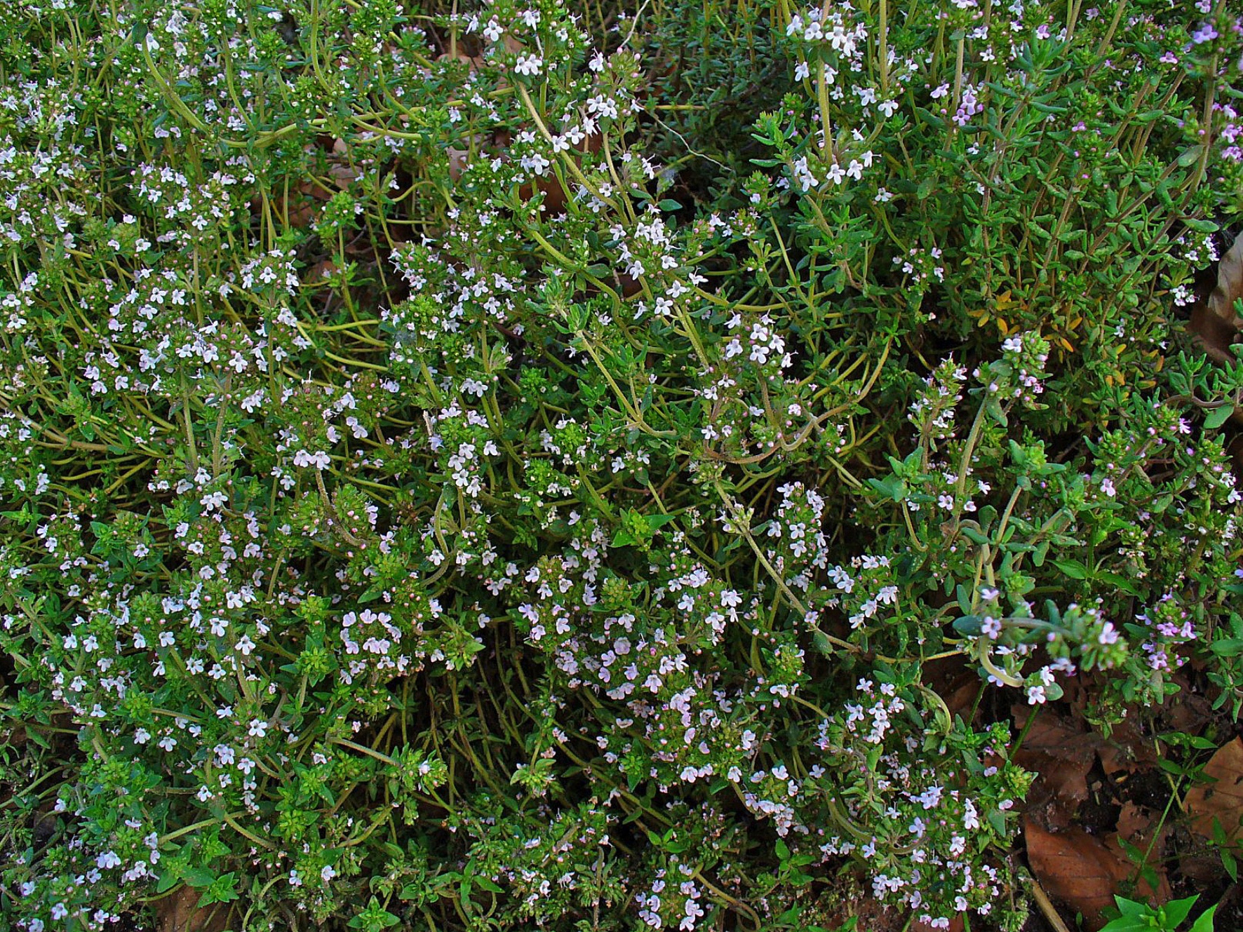 photo of thyme