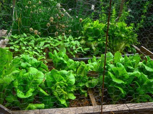 Click for information on growing vegetables